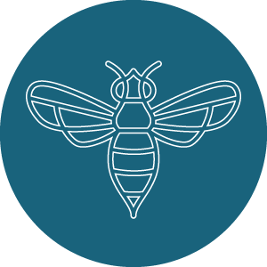 Galerie des hyménoptères : les abeilles, les guêpes, les fourmis et les frelons