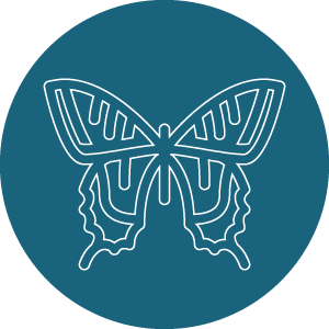 Galerie des insectes