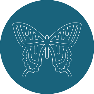gallerie des papillons, lépidoptère, chenille, papillon de jour et papillon de nuit.