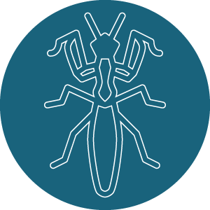 Galerie d'une mante religieuse ordre des Mantidae