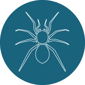 Galerie araignée groupe des Araneae, ordre d’arachnides