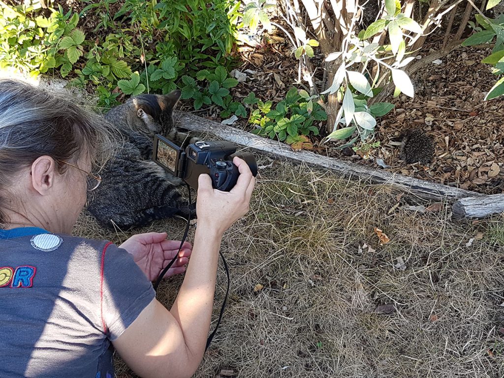 une personne vue de profil en train de photographier un bébé hérisson. un chat à gauche est couché tranquille à regarder la scéne.