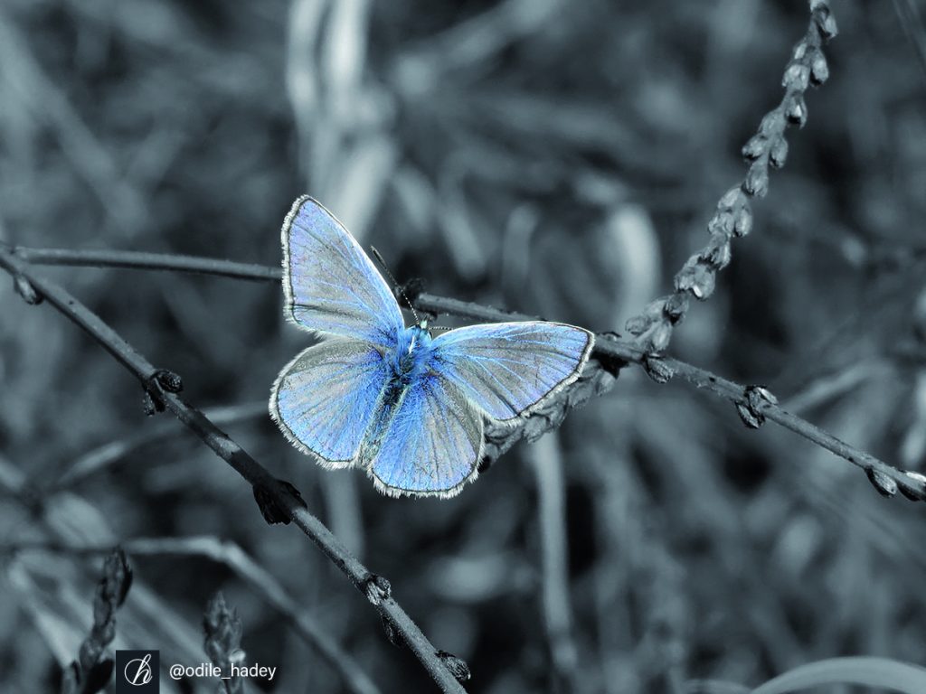 Argus bleu, photographie où seul le papillon est en couleur bleu, le fond est en noir et blanc.