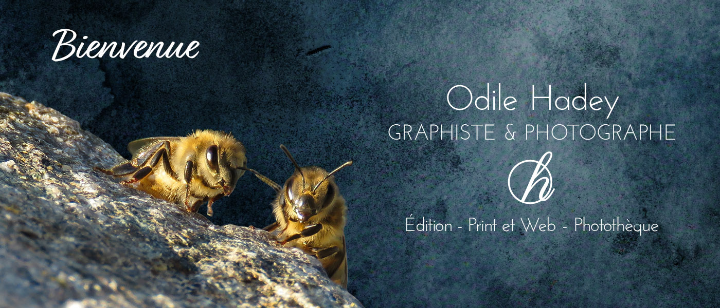 deux abeilles sur fond bleu, à droite logo Odile Hadey graphiste et photographe.