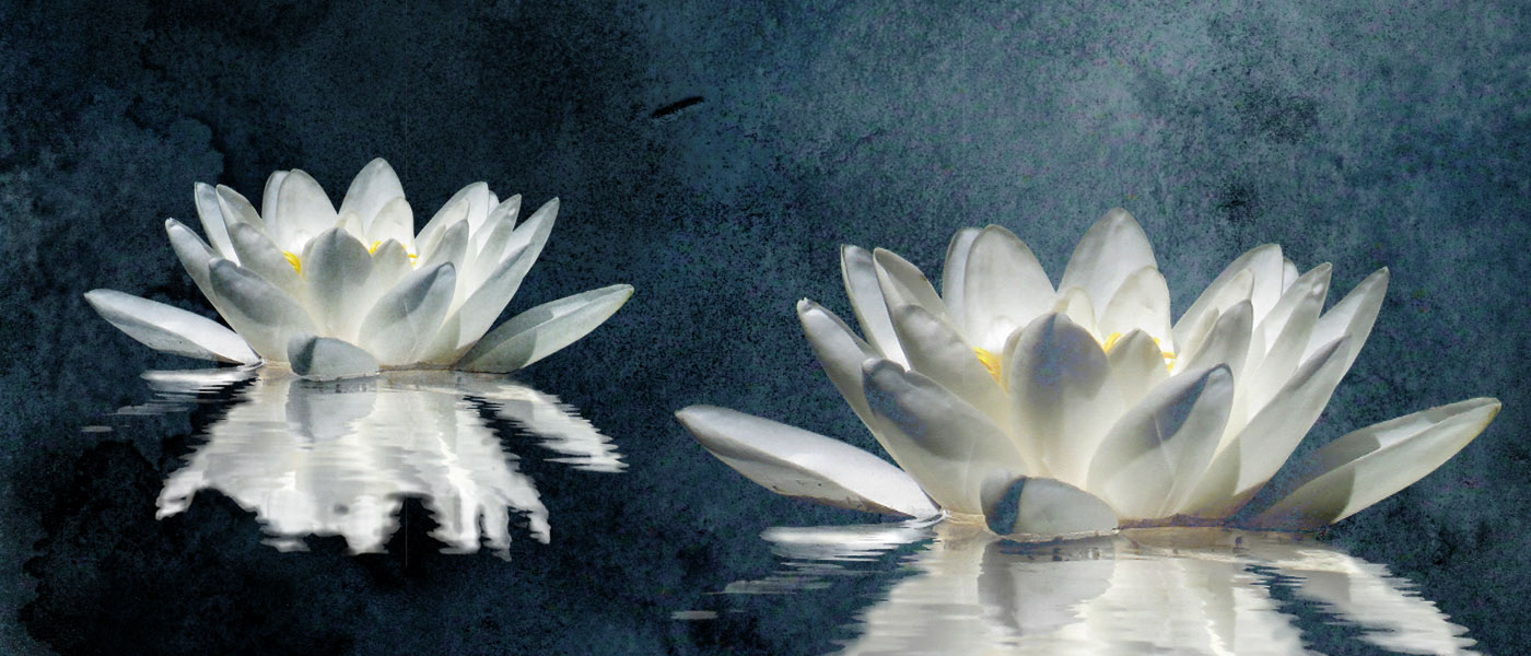 Montage photo de deux nénuphars sur fond bleu.