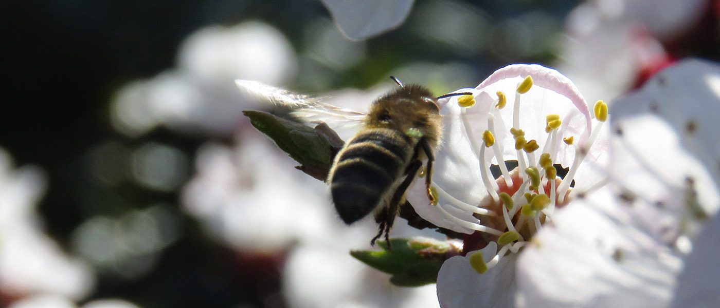 Abeille domestique ou Apis mellifera s'approchant d'une fleur de pommier, les abeilles domestiques ou Apis mellifera ont le thorax brun-jaune et velu, et l’abdomen présente des bandes claires à la base de chaque segment.