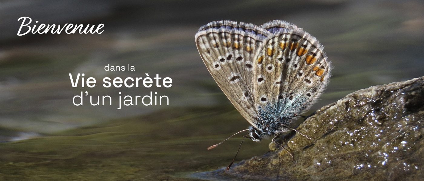 la vie secrète d’un jardin un petit papillon Argus bleu mâle se désaltère au bord de l'eau, posé sur une pierre.