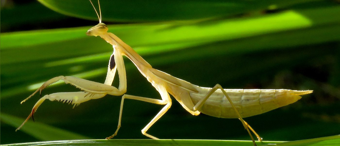 Mante religieuse beige claire presque blanche dans les rayons du soleil. La Mante religieuse, Mantis religiosa, est une espèce d’insectes de la famille des Mantidae. La mante est l'un des plus grands prédateurs au jardin