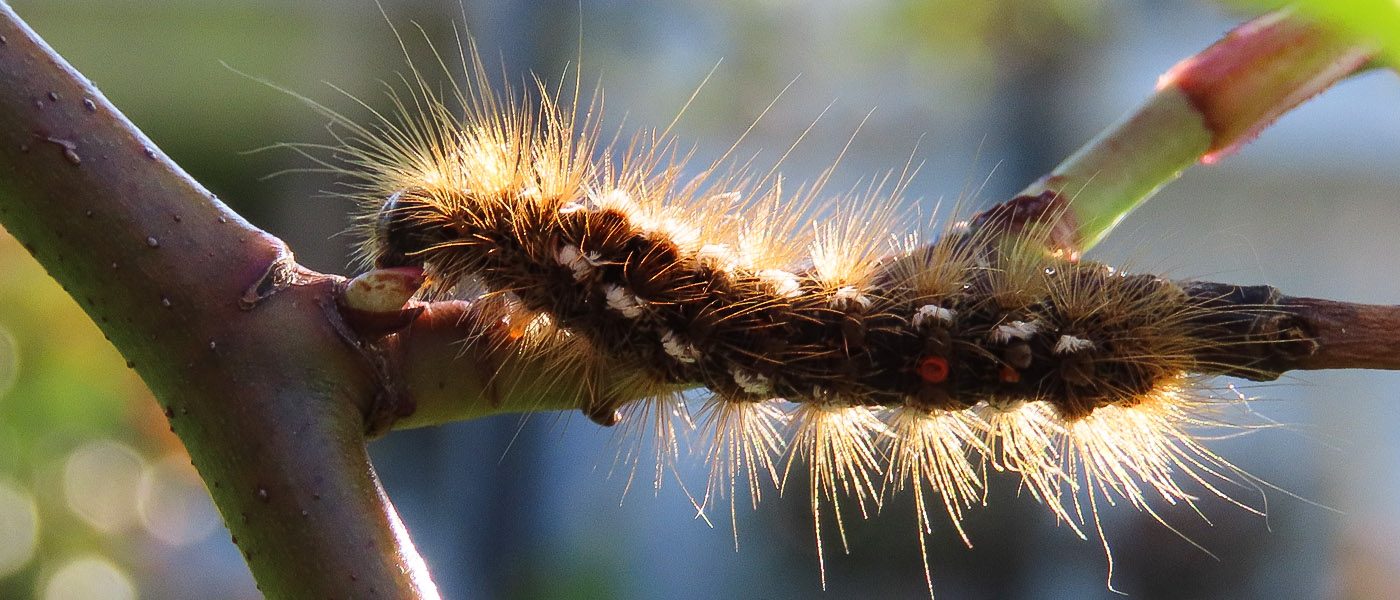Chenille du Bombyx cul-brun toute poilue, à contre jour sur une branche d’arbre. Le cul-brun, est une espèce de papillons de la famille des Erebidae, c’est un papillon de nuit.