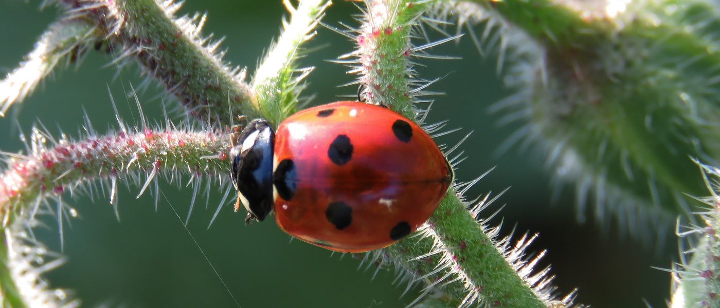 Macro d'une coccinelle à sept points sur une tige poilue de bourrache. Petit coléoptère très apprécié.