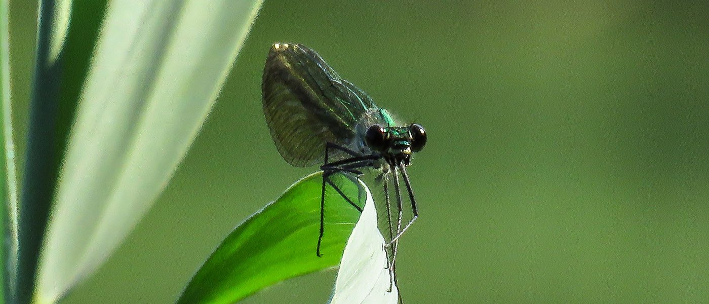 caloptéryx vierge mâle avec ces ailes brun noir foncé veinées de bleu et son corps bleu-vert métallique irisé et les yeux bleu-vert. Le caloptéryx vierge, Calopteryx virgo, est une espèce d’insectes odonates du sous-ordre des zygoptères ou demoiselles