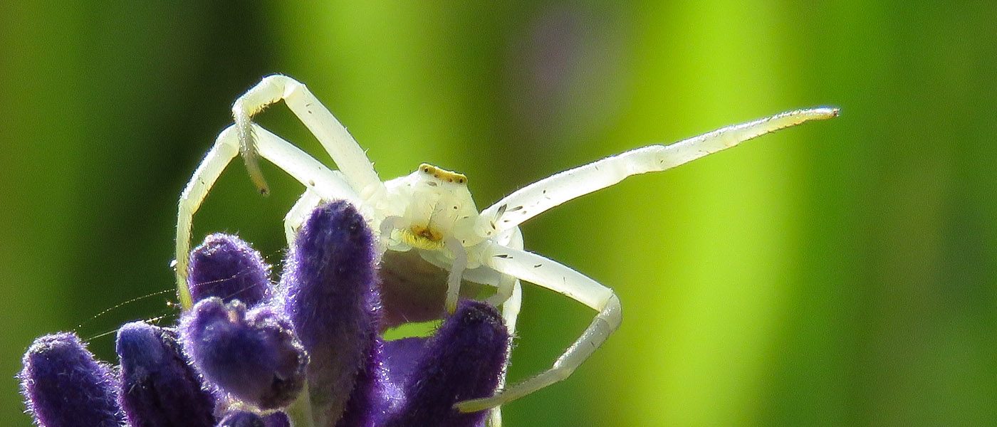 Macrophoto d'une Tomise ou araignée crabe à l'affût sur une fleur de lavande