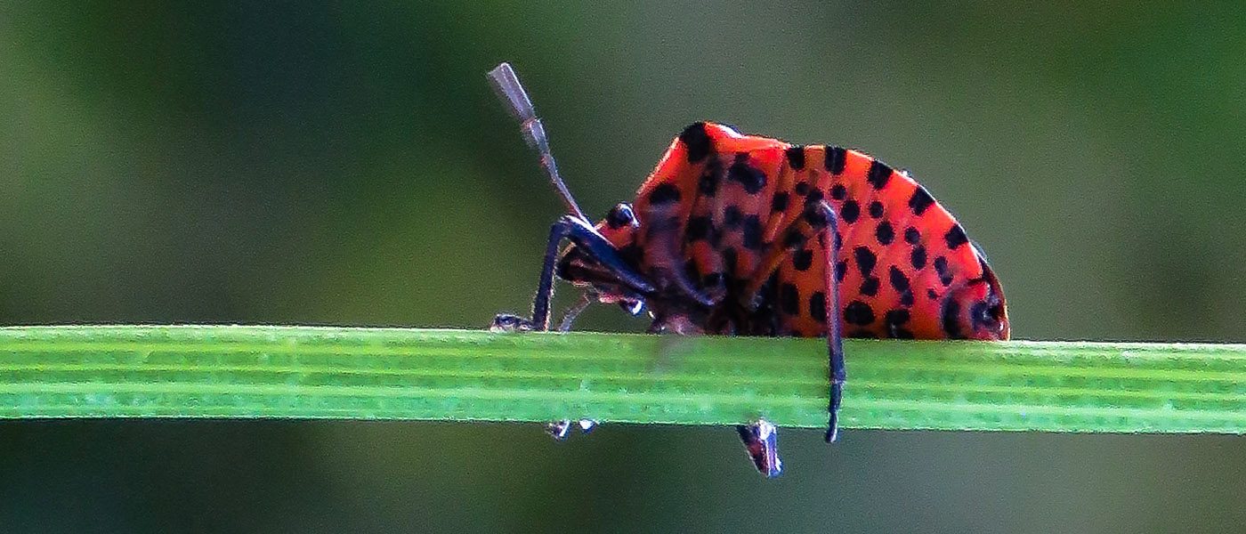 Punaise Arlequin sur une tige fleur de persil. Le Graphosome rayé, Graphosoma lineatum est une espèce d’insectes hétéroptères, une punaise rouge rayée de noir.