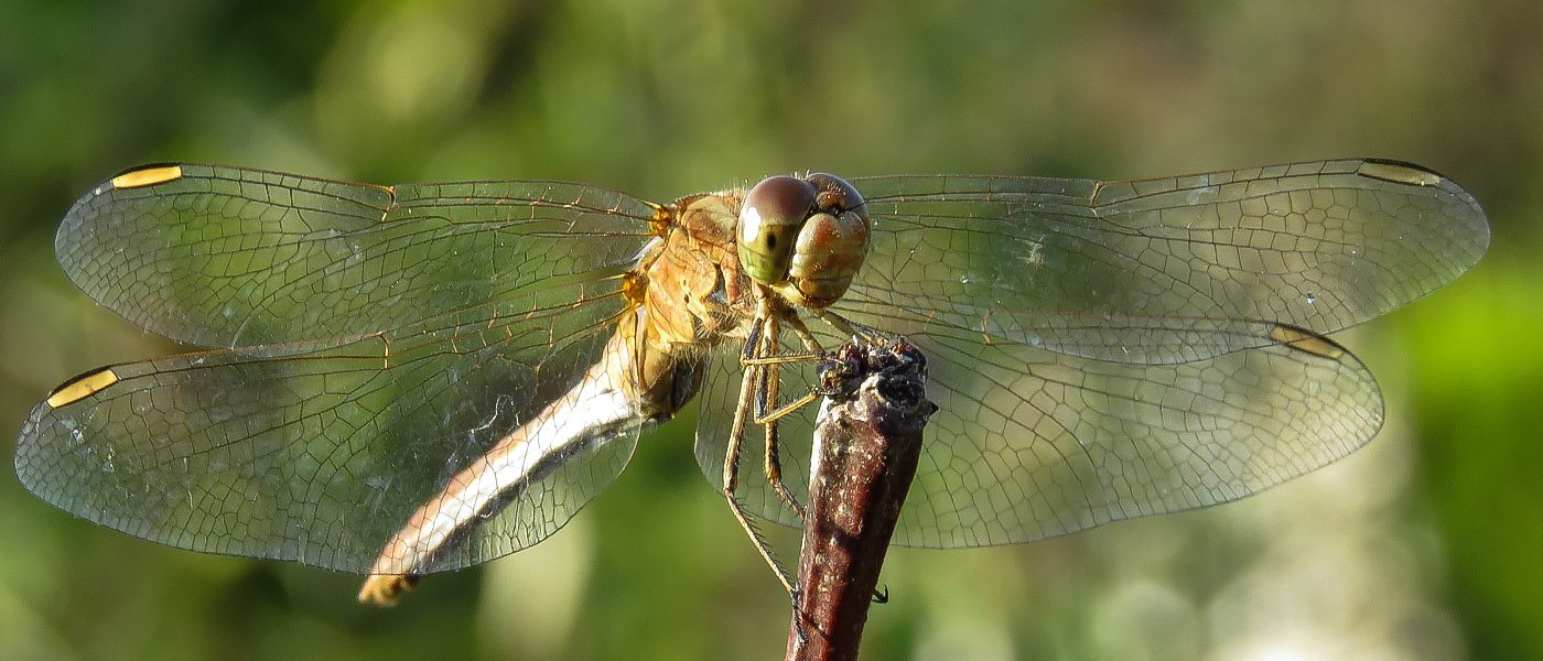 Libellule Sympetrum en gros plan sur une branche.