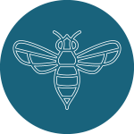 Galerie des hyménoptères : les abeilles, les guêpes, les fourmis et les frelons