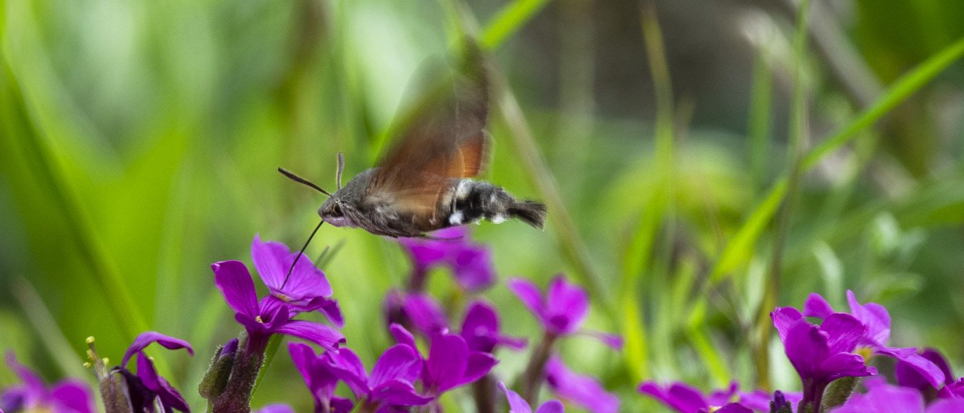 Moro-sphinx en plein vol en train de butiner des petites fleurs violettes d'Aubriette. ce papillon ressemble au colibri. c'est le papillon le plus rapide.
