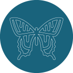 gallerie des papillons, lépidoptère, chenille, papillon de jour et papillon de nuit.