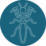 Galerie d'une mante religieuse ordre des Mantidae