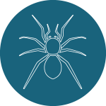 Galerie araignée groupe des Araneae, ordre d’arachnides